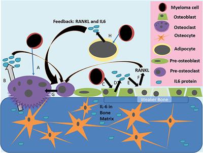 Frontiers | Interleukin-6 Interweaves the Bone Marrow Microenvironment ...