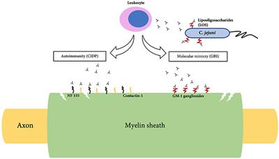 Frontiers Peripheral Demyelinating Diseases From Biology To Translational Medicine Neurology