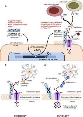 Functional Neurology: Iron Deficiency Anemia and Brain Health