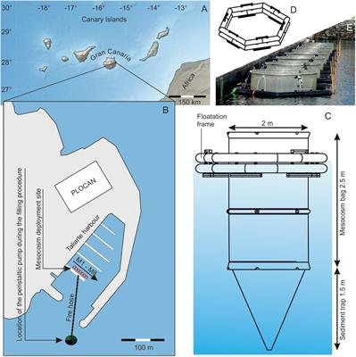 Frontiers Effects Of Elevated Co2 On A Natural Diatom Community In The Subtropical Ne Atlantic Marine Science