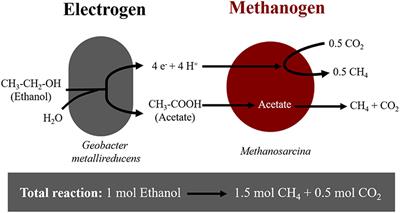 Frontiers Extracellular Electron Uptake By Two Methanosarcina Species Energy Research