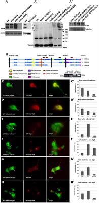 Connections To Membrane Trafficking Where You Least Expect Them Diseases Dynamics Diet And Distance Frontiers Research Topic