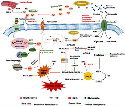 Frontiers | The Potential Role of Ferroptosis in Neonatal Brain Injury