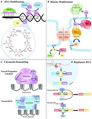 Frontiers | Epigenetic Regulations in Neuropsychiatric Disorders