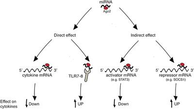 Frontiers Cytokine Targeting By Mirnas In Autoimmune Diseases Immunology