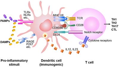 Frontiers | Dendritic Cell Regulation of Graft-Vs.-Host Disease ...