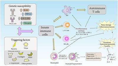 Frontiers Immunopathogenesis Of Behcet S Disease Immunology