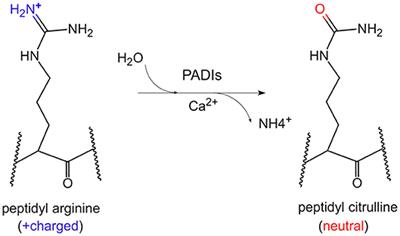 Frontiers  Citrullination of Proteins as a Specific Response