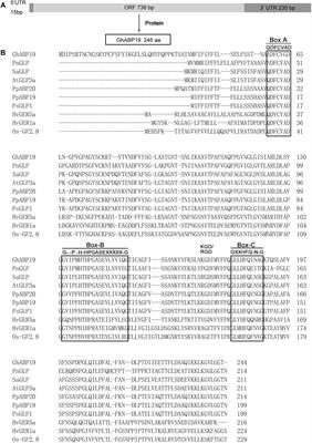 Frontiers Ghabp19 A Novel Germin Like Protein From Gossypium Hirsutum Plays An Important Role In The Regulation Of Resistance To Verticillium And Fusarium Wilt Pathogens Plant Science