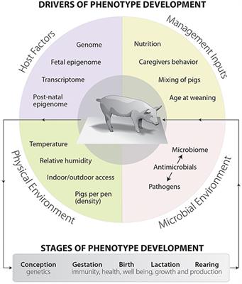 Improvement of the efficiency of pig production with intestinal