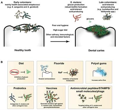 Frontiers Exploiting The Oral Microbiome To Prevent Tooth Decay Has Evolution Already Provided The Best Tools Microbiology