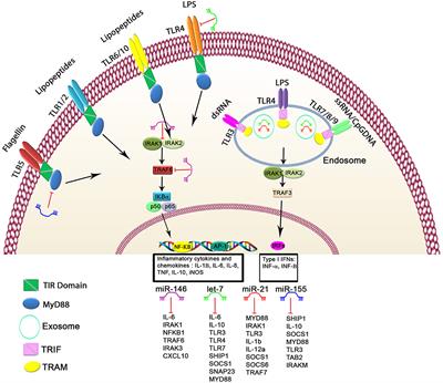 Frontiers | The Interaction Between Two Worlds: MicroRNAs and Toll-Like ...