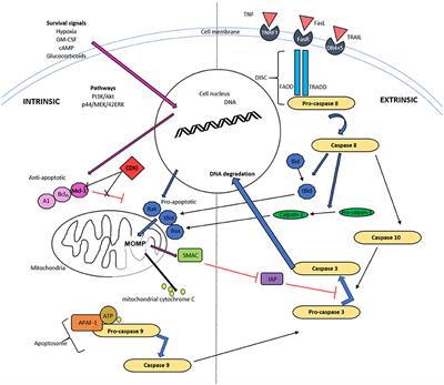 Frontiers | Inflammation Resolution and the Induction of Granulocyte ...