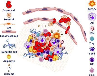 Frontiers | Role of Microenvironment on the Fate of Disseminating ...