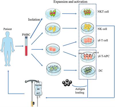 Frontiers | Innate Immune Cells: A Potential and Promising Cell ...