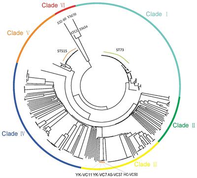 V. cholerae proteins present in human stool and recognized