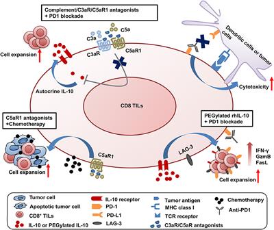 Frontiers | The Complement Receptors C3aR and C5aR Are a New Class of ...