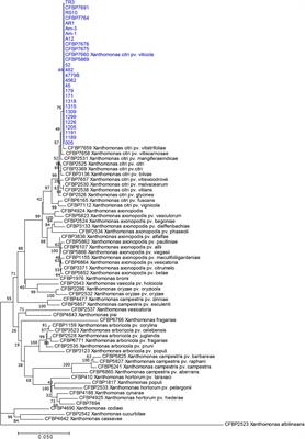 Frontiers | Xanthomonas citri pv. viticola Affecting Grapevine in ...