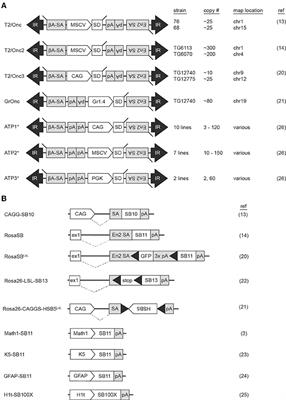 Frontiers Sleeping Beauty Mouse Models Of Cancer Microenvironmental Influences On Cancer Genetics Oncology