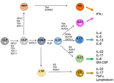 Frontiers | Heterogeneity of NK Cells and Other Innate Lymphoid Cells ...