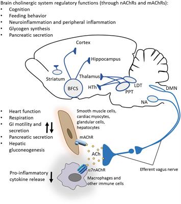 Personalized genetics of the cholinergic blockade of neuroinflammation -  Simchovitz - 2017 - Journal of Neurochemistry - Wiley Online Library