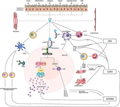 Frontiers | IL-33 Mediated Inflammation in Chronic Respiratory Diseases ...