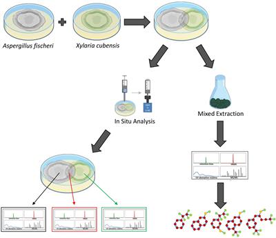 Frontiers | Mapping the Fungal Battlefield: Using in situ Chemistry and ...