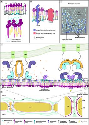 Frontiers | Lipids or Proteins: Who Is Leading the Dance at Membrane ...