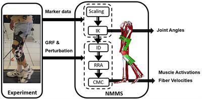 Frontiers | Neuromusculoskeletal Simulation Reveals Abnormal Rectus ...