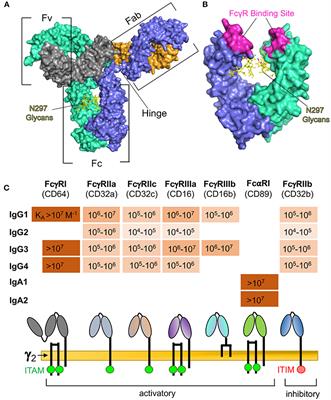 Fc receptor (FcR)-mediated signaling for phagocytosis. Engagement