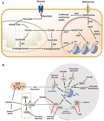 Frontiers | Intersection of Epigenetic and Metabolic Regulation of ...