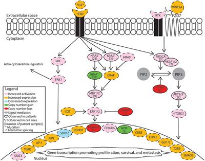 Frontiers | Diverse Mechanisms of BRAF Inhibitor Resistance in Melanoma ...