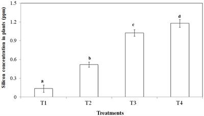 Frontiers | Silicon Supplementation of Rescuegrass Reduces Herbivory by ...