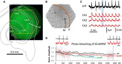 Fast and sensitive GCaMP calcium indicators for imaging neural