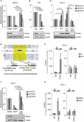 Frontiers Histone Modifications Drive Aberrant Notch3 Expression Activity And Growth In T All Oncology