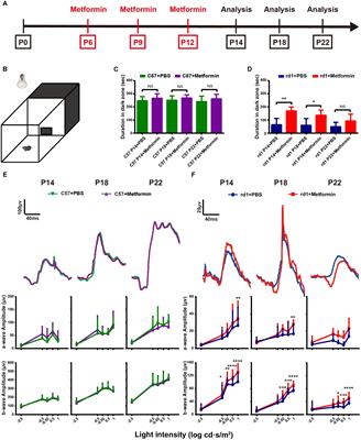 Frontiers | Rescue of Retinal Degeneration in rd1 Mice by ...