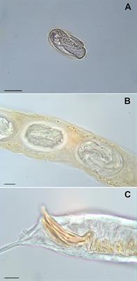 Frontiers Occurrence Of Rhabditid Nematodes In The Pet Giant African Land Snails Achatina Fulica Veterinary Science