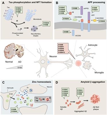 Frontiers | S100 Proteins in Alzheimer’s Disease