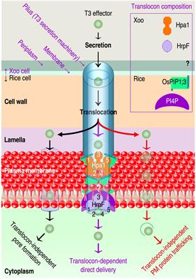 Frontiers | Plant Aquaporins in Infection by and Immunity ...