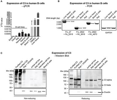 Frontiers | Interaction of Serum-Derived and Internalized C3 With DNA ...