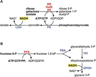 Frontiers | Assessing Cofactor Usage in Pseudoclostridium ...