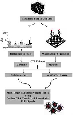 Frontiers Targeting Mutated Plus Germline Epitopes Confers Pre