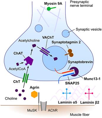 Frontiers | The Electrophysiology of Presynaptic Congenital Myasthenic ...