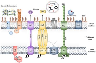 Frontiers The Mechanisms Of Disease Caused By Acinetobacter Baumannii Microbiology