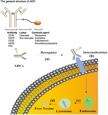 Frontiers | The Analysis of Key Factors Related to ADCs Structural Design