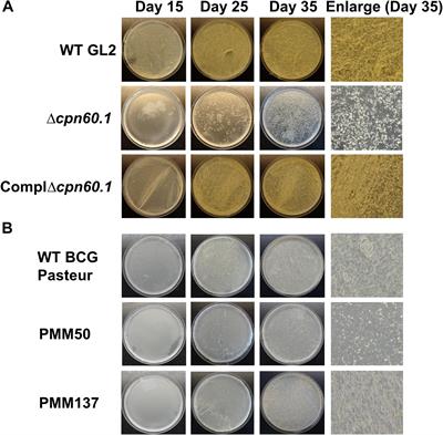 Frontiers | Cpn60.1 (GroEL1) Contributes to Mycobacterial Crabtree ...