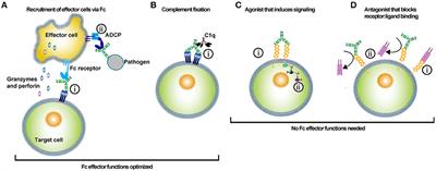 PDF) Fc-Mediated Functions of Porcine IgG Subclasses