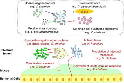 Frontiers Confirmed And Potential Roles Of Bacterial T6sss In The Intestinal Ecosystem Microbiology