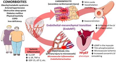 PDF] Effects of PDE type 5 inhibitors on Left Ventricular Diastolic  Dysfunction in Resistant Hypertension