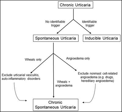 Autoimmune Theories of Chronic Spontaneous Urticaria - Frontiers